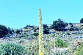 Οι πανύψηλοι φλόμοι του Μεραμπέλλου