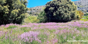 Ένα υπέροχο χαλί χρωμάτων στο οροπέδιο Καθαρού
