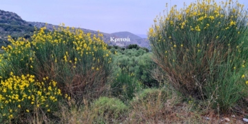 Τα κίτρινα σπάρτα των δρόμων