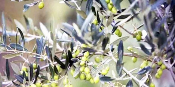 Η καρπόδεση στις ελιές, η ανάγκη για πότισμα, αλλά και η έλλειψη νερού