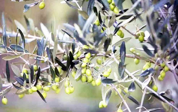 Φωτογραφία στο Anatolh.com