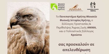 Απελευθέρωση αρπακτικών πτηνών στον Κρούστα