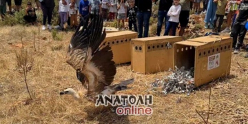 Μοναδικό θέαμα η απελευθέρωση όρνιων στον Κρούστα (βίντεο)