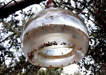 Καθυστερεί και πάλι η Δακοκτονία – πυκνοί δακοπληθυσμοί καραδοκούν  για  επίθεση