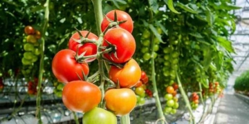 Κοινοβουλευτική παρέμβαση της Κ. Σπυριδάκη για τις αδιάθετες ποσότητες κηπευτικών προϊόντων θερμοκηπίου