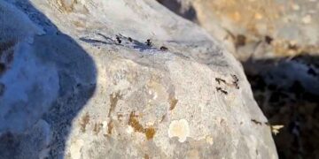 Ακούραστα τα μυρμήγκια προετοιμάζονται για το χειμώνα! (βίντεο)