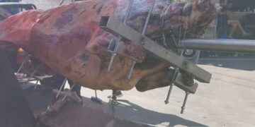 Κρήτη: Τι απαντά ο πρόεδρος του Πολιτιστικού Συλλόγου Καλουδιανών για το σούβλισμα του ταύρου