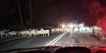 ΒΟΑΚ – Ηράκλειο: Πρόβατα τα μεσάνυχτα στον εθνικό δρόμο