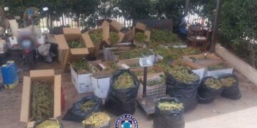 Συνελήφθησαν για καλλιέργεια δενδρυλλίων κάνναβης και κατοχή ναρκωτικών ουσιών στα Χανιά