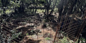 Εντοπίστηκαν τρεις φυτείες δενδρυλλίων κάνναβης, εντοπίστηκαν 89 δενδρύλλια