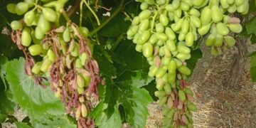 Σύσκεψη στον ΕΛΓΑ για τις ζημιές στα αμπέλια