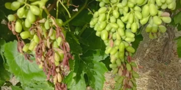 Μεγάλη καταστροφή στα αμπέλια