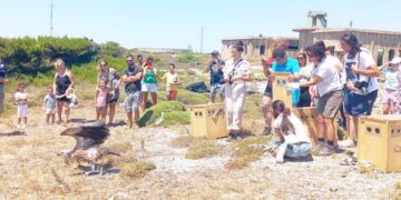 Εντυπωσιακή απελευθέρωση τριών όρνεων