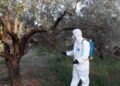 Η πορεία της δακοκτονίας και οι εκτιμήσεις για την παραγωγή- Αλλού η εικόνα είναι καλή, αλλού μέτρια, αλλού κακή