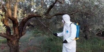 Η πορεία της δακοκτονίας και οι εκτιμήσεις για την παραγωγή- Αλλού η εικόνα είναι καλή, αλλού μέτρια, αλλού κακή