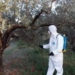 Η πορεία της δακοκτονίας και οι εκτιμήσεις για την παραγωγή- Αλλού η εικόνα είναι καλή, αλλού μέτρια, αλλού κακή