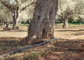 Αίτημα κήρυξης σε κατάσταση έκτακτης ανάγκης λόγω παρατεταμένης ανομβρίας – λειψυδρίας του Δήμου Μινώα Πεδιάδας