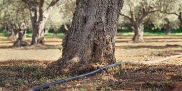 Αίτημα κήρυξης σε κατάσταση έκτακτης ανάγκης λόγω παρατεταμένης ανομβρίας – λειψυδρίας του Δήμου Μινώα Πεδιάδας