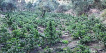 Τέσσερις συλλήψεις για συμμετοχή σε εγκληματική οργάνωση – Εντοπίστηκε φυτεία με 1.500 δενδρύλλια και κατασχέθηκαν 47.850 ευρώ