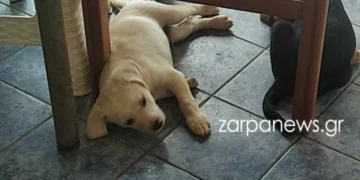 “Έφυγε” ο Bianco γιατί δεν υπήρχε εφημερεύον κτηνιατρείο, ούτε στα Χανιά!