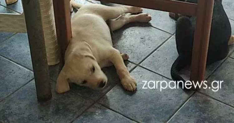 Φωτογραφία στο Anatolh.com