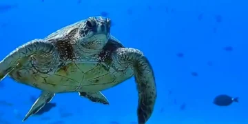 Θαλάσσια χελώνα δάγκωσε γυναίκα που κολυμπούσε στο Μαράθι