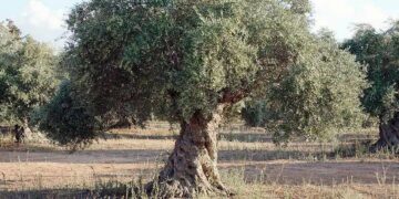 Οι ελιές διψούν και είναι δύσκολο το νερό εξ ουρανού