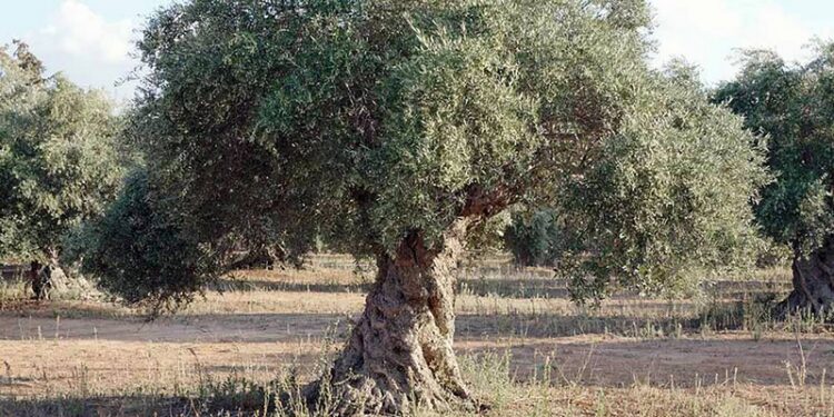 Φωτογραφία στο Anatolh.com