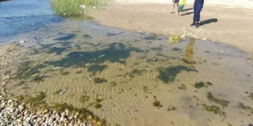 Ξεκίνησε η απομάκρυνση των νεκρών ψαριών στην κοίτη του Καρτερού