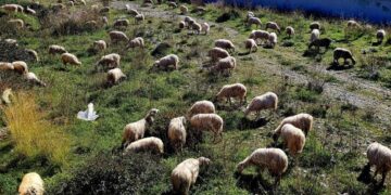 Κατάσταση εκτεταμένης ανομίας επικρατεί στη λασιθιώτικη ύπαιθρο – συχνές οι αγροζημιές από αδέσποτα ζώα