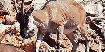Μελέτη για τον πληθυσμό των αιγάγρων στους Άγ. Πάντες