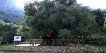 Συναυλία «ωδή στην ελιά» μια μουσικοθεατρική παράσταση στο χώρο της αρχαίας Ελιάς στο Καβούσι