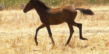 «Το γιοργαλίδικο άλογο είναι η ίδια η Κρήτη!»