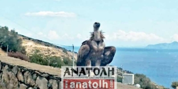 Ένας γύπας στο δρόμο της Ελούντας