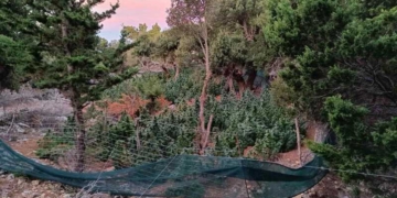 Εντοπίσθηκε φυτεία δενδρυλλίων κάνναβης με 227 δενδρύλλια στο Ηράκλειο