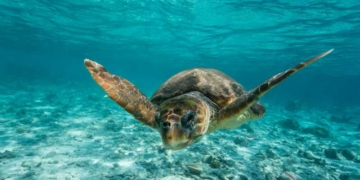 Η Grecotel ενεργός υποστηρικτής δράσεων για την αντιμετώπιση της κλιματικής αλλαγής