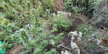 Κατασχέθηκαν πάνω από ενάμιση κιλό κάνναβης και δενδρύλλια κάνναβης 