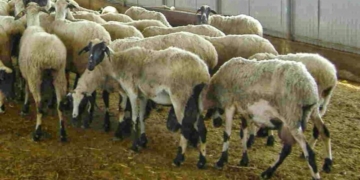 Ηράκλειο: Έσφαξαν 53 αρνιά σε ποιμνιοστάσιο