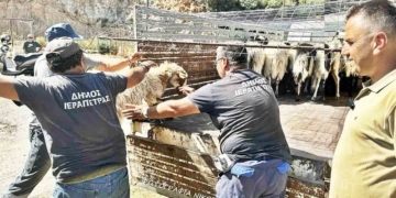 Απομακρύνθηκαν 33 πρόβατα από τα 98 που κρατούνται