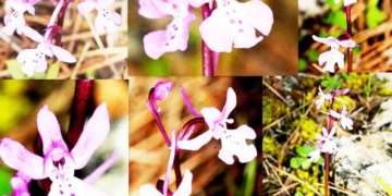 Ένα νέο είδος ορχιδέας στη Δίκτη, η Orchis Diktaea