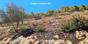 Η δύναμη αναγέννησης των… σκίνων!