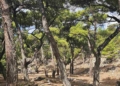 Από το Δάσος Κρούστα ως το Οροπέδιο Καθαρού