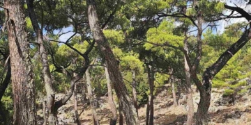 Από το Δάσος Κρούστα ως το Οροπέδιο Καθαρού