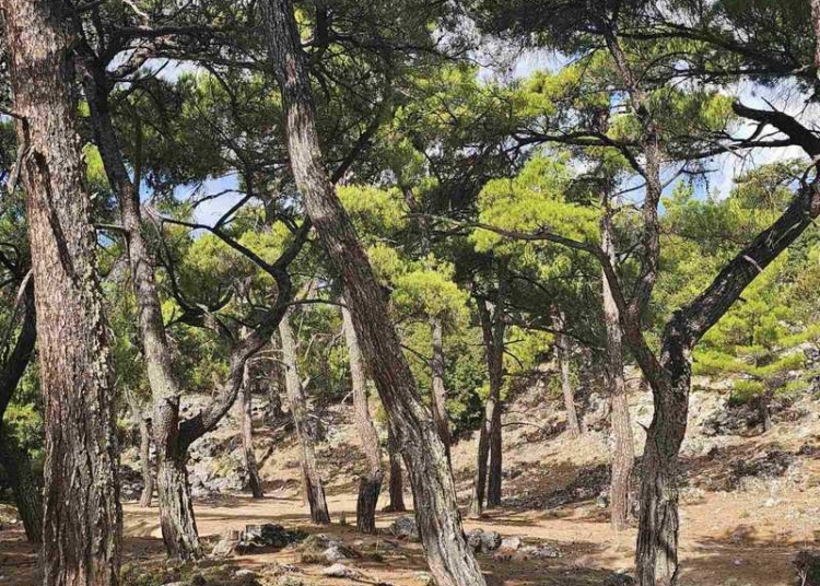 Από το Δάσος Κρούστα ως το Οροπέδιο Καθαρού