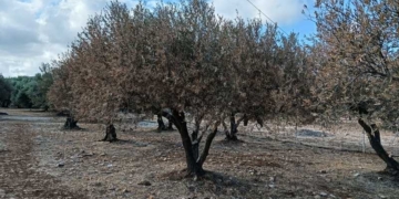 Σε πολλές περιοχές τα ελαιόδεντρα έχουν πληγεί από την ξηρασία