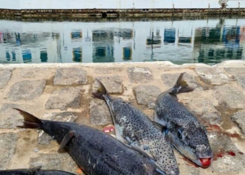 Ζητείται ευρωπαϊκή δράση για την αντιμετώπιση του λαογοκέφαλου Δηλώσεις του Ευρωβουλευτή Σ. Αρναούτογλου στην “Α”