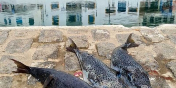 Ζητείται ευρωπαϊκή δράση για την αντιμετώπιση του λαογοκέφαλου Δηλώσεις του Ευρωβουλευτή Σ. Αρναούτογλου στην “Α”