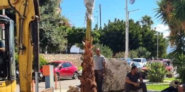 Κόπηκε ως επικίνδυνος ο φοίνικας της Μαρίνας και αντικαταστάθηκε με νέο (βίντεο)