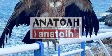 Ένας γύπας προσγειώθηκε στον Άγιο Νικόλαο (βίντεο)