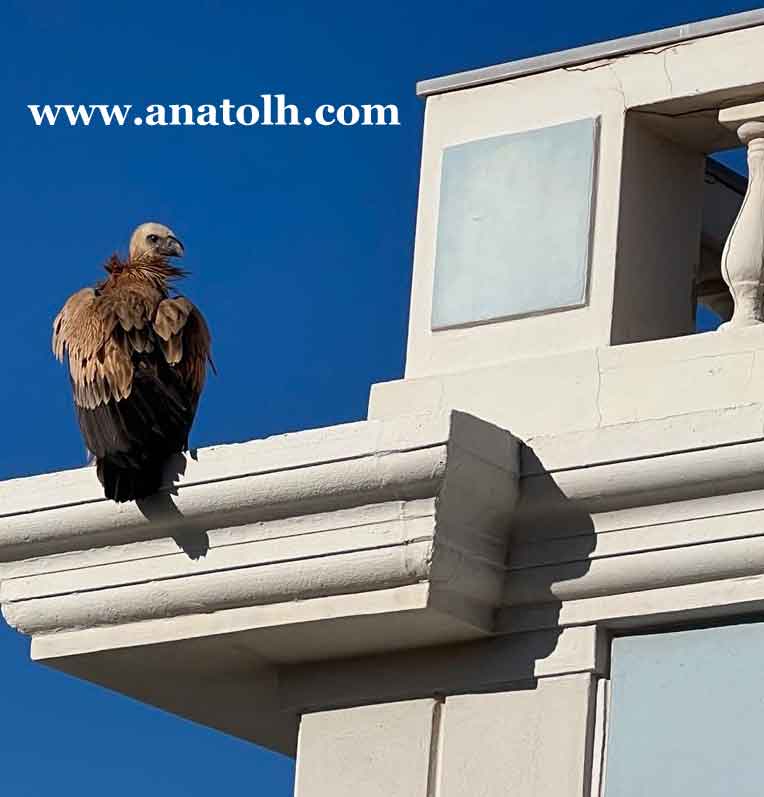 Φωτογραφία στο Anatolh.com